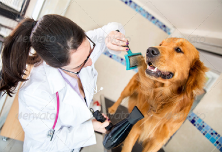 Doggy Grooming